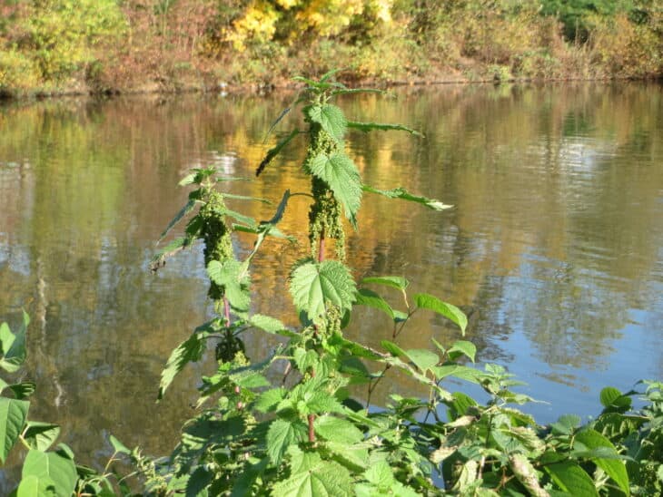 Nettle (Urtica dioica)