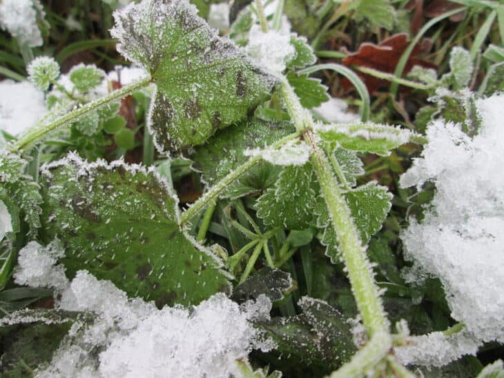 Nettle (Urtica dioica)