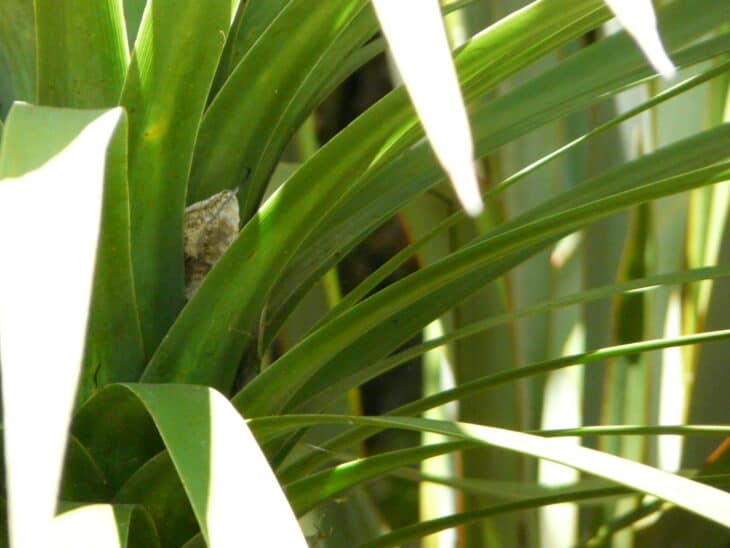 New Zealand Flax (phormium spp.)