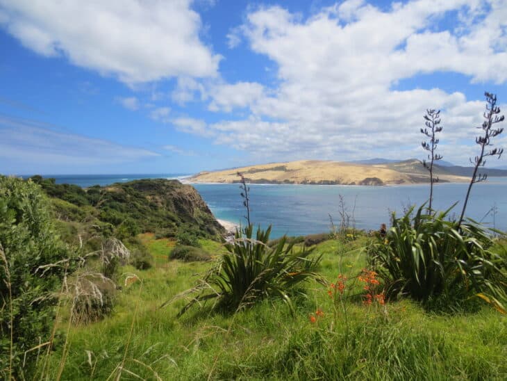 New Zealand Flax (phormium spp.)