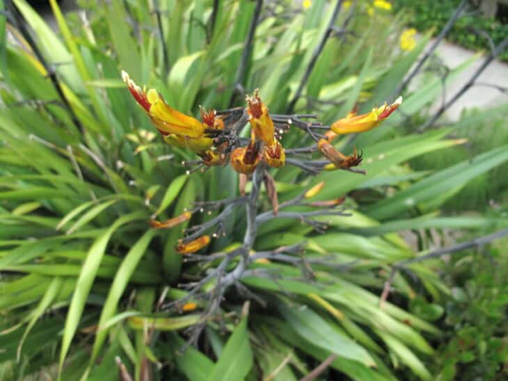 New Zealand Flax (phormium spp.)
