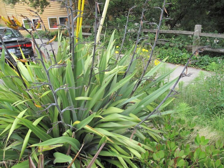 New Zealand Flax (phormium spp.)