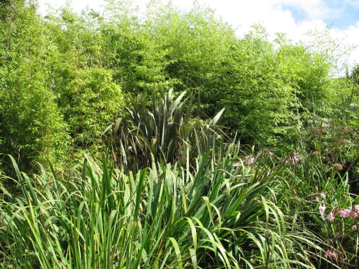 New Zealand Flax (phormium spp.)