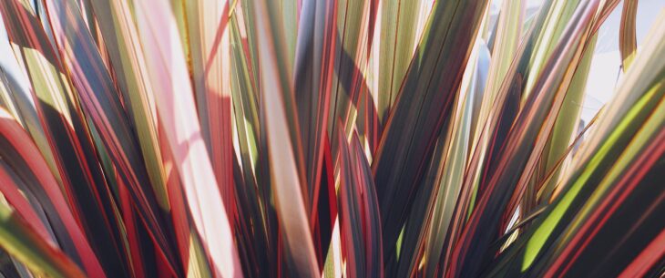 New Zealand Flax (phormium spp.)