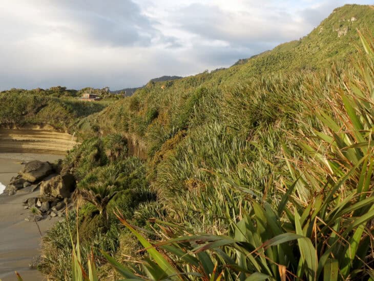 New Zealand Flax (phormium spp.)