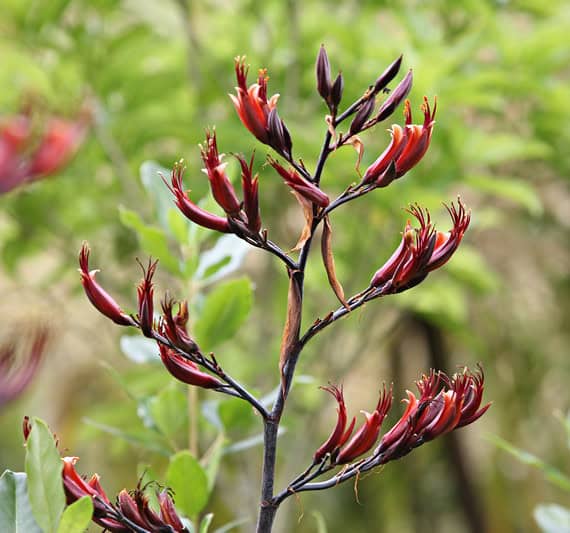 New Zealand Flax (phormium spp.)