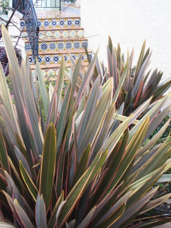 New Zealand Flax (phormium spp.)