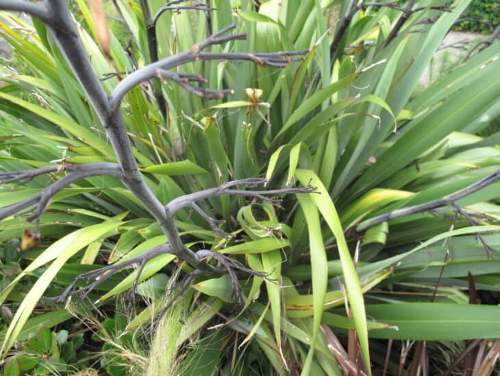 New Zealand Flax (phormium spp.)
