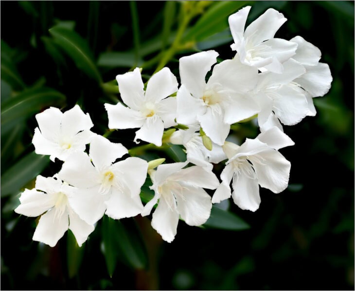 Oleander (Nerium oleander)