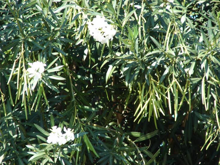 Oleander (Nerium oleander)