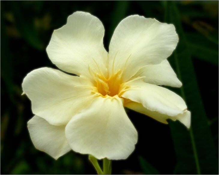 Oleander (Nerium oleander)