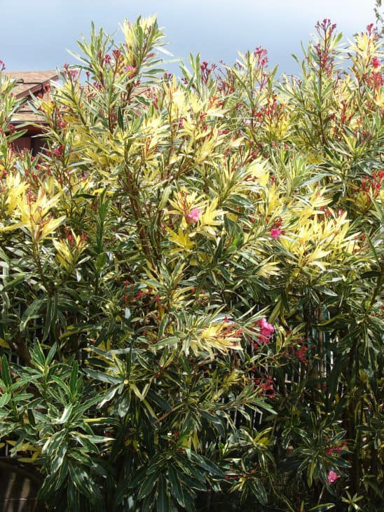 Oleander (Nerium oleander)