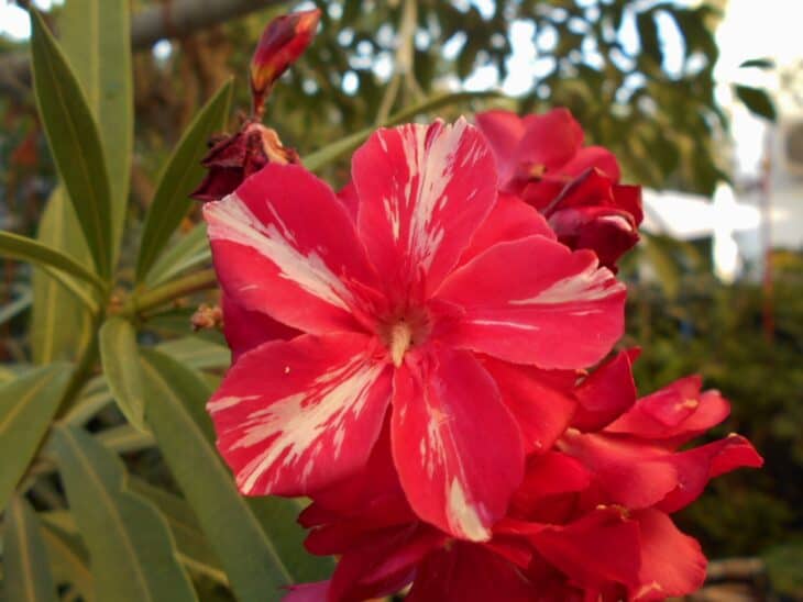 Oleander (Nerium oleander)