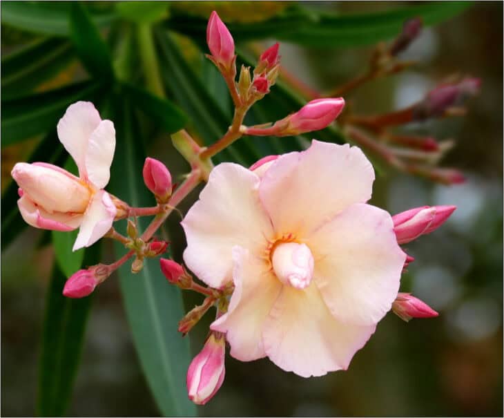 Oleander (Nerium oleander)