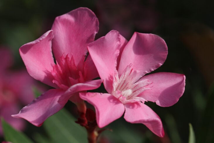 Oleander (Nerium oleander)