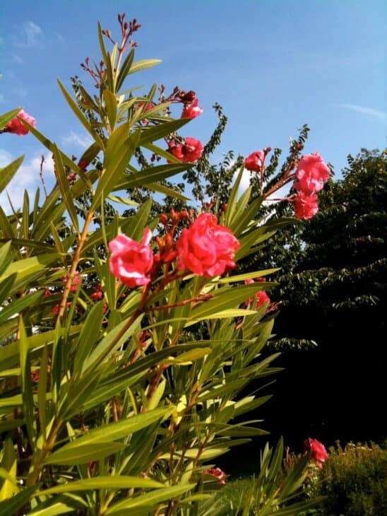 Oleander (Nerium oleander)