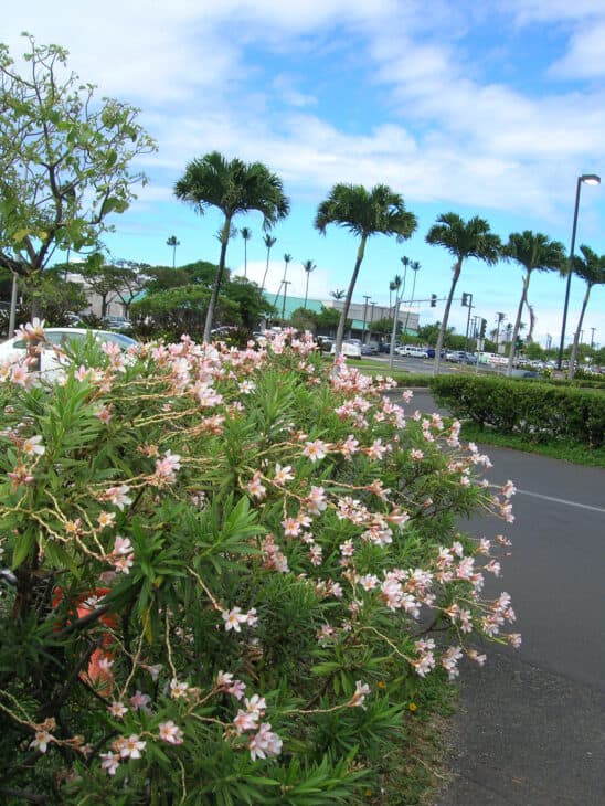 Oleander (Nerium oleander)