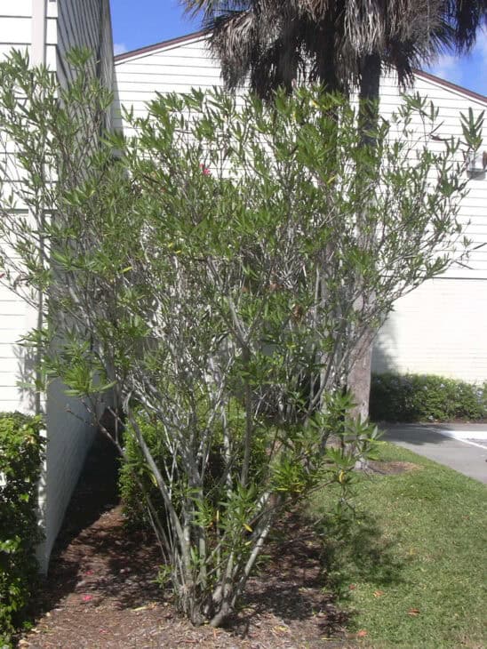 Oleander (Nerium oleander)