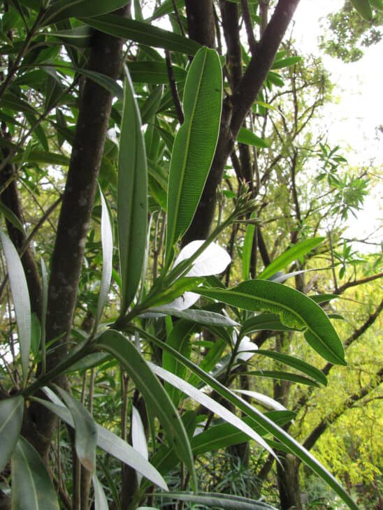 Oleander (Nerium oleander)