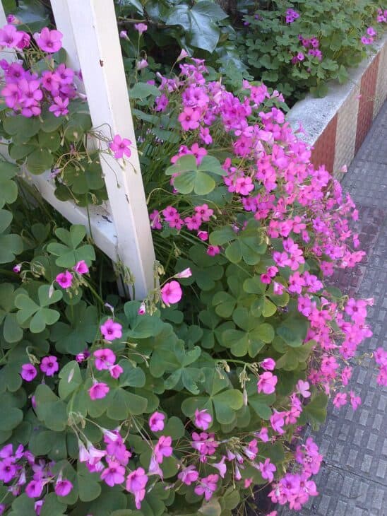 Oxalis articulata