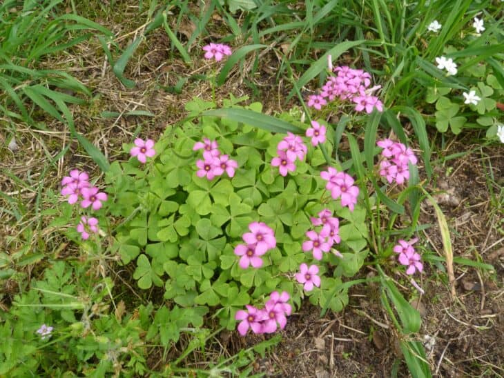 Oxalis articulata