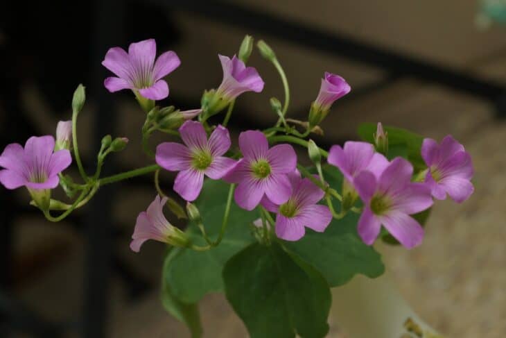 Oxalis articulata