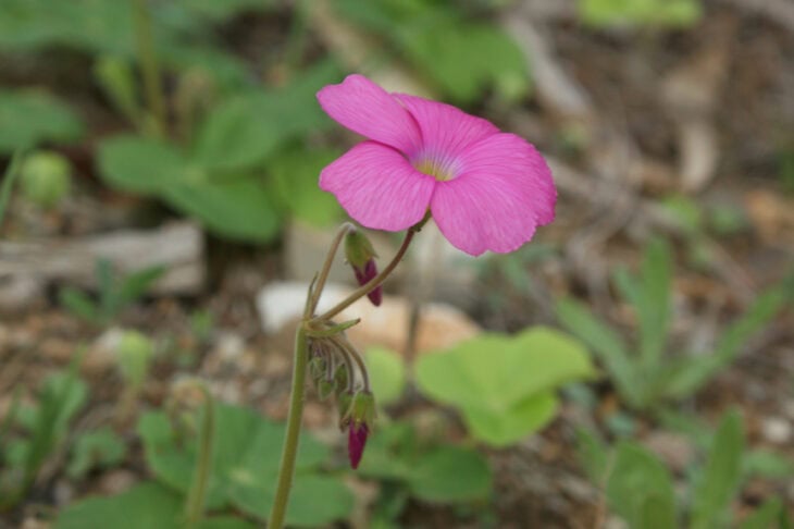 Oxalis articulata