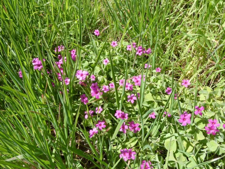 Oxalis articulata