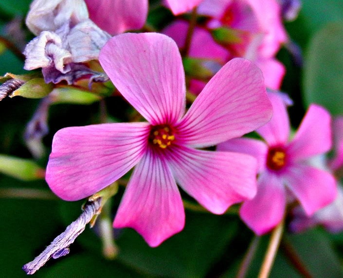 Oxalis articulata