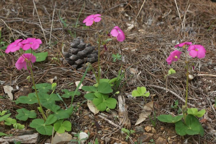Oxalis articulata