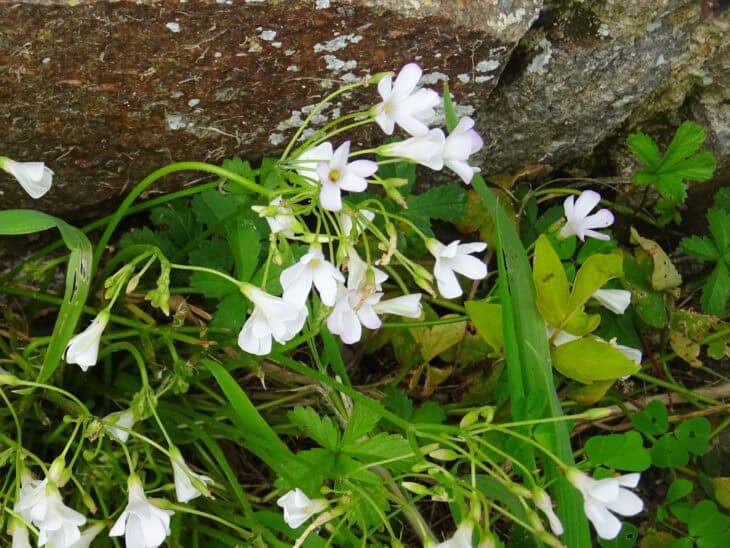 Oxalis articulata