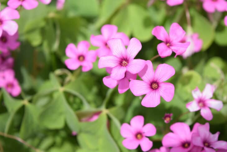 Oxalis articulata