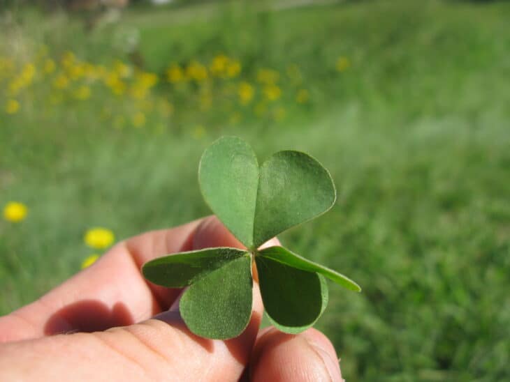 Oxalis articulata