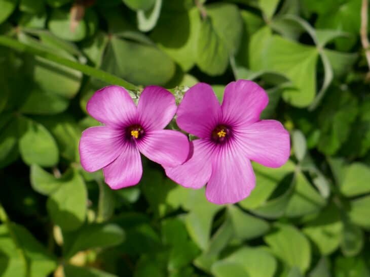 Oxalis articulata