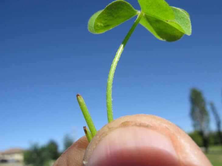 Oxalis articulata
