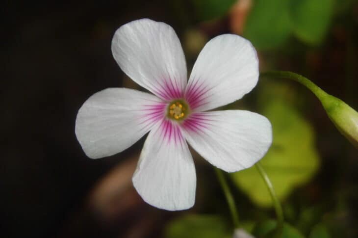 Oxalis articulata