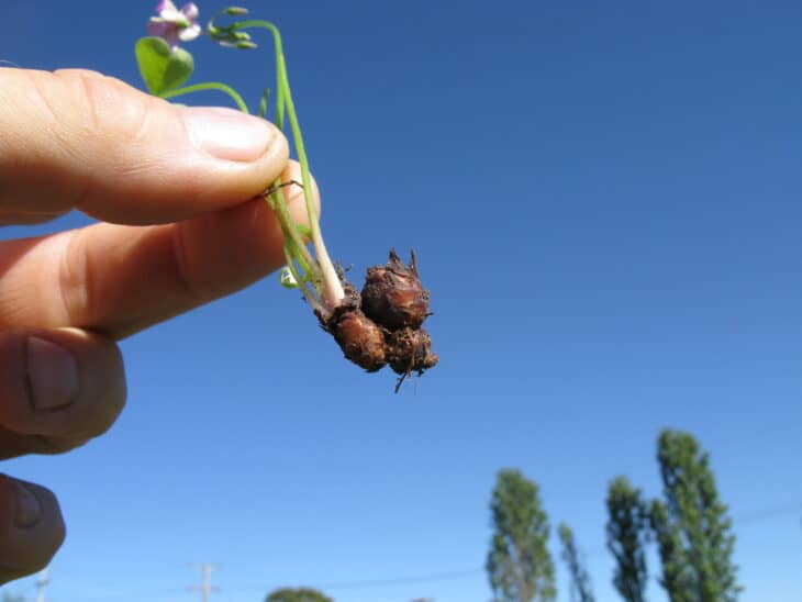 Oxalis articulata