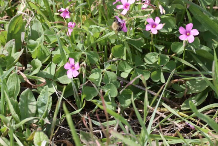 Oxalis articulata