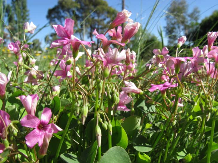 Oxalis articulata