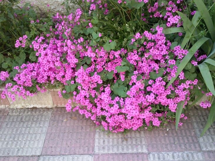 Oxalis articulata