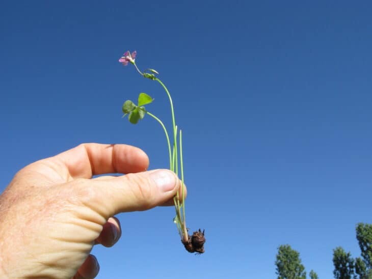 Oxalis articulata