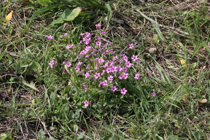 Oxalis articulata