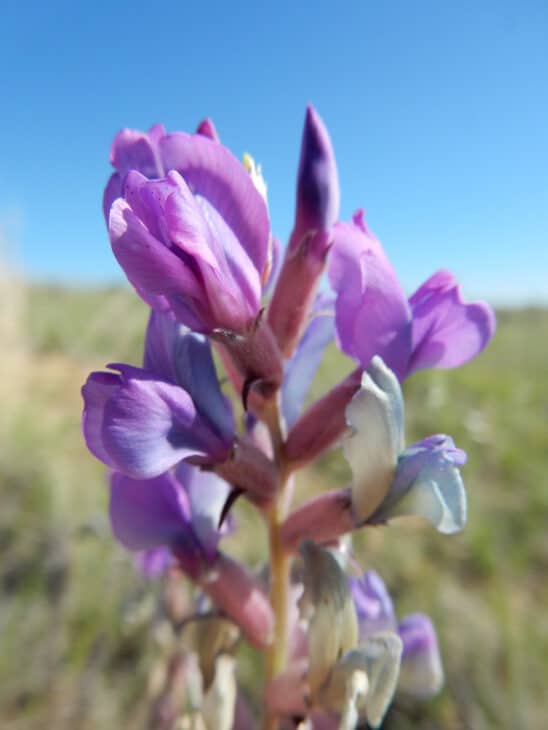 Oxytropis lambertii