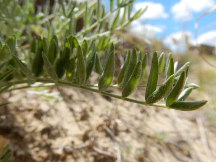 Oxytropis lambertii