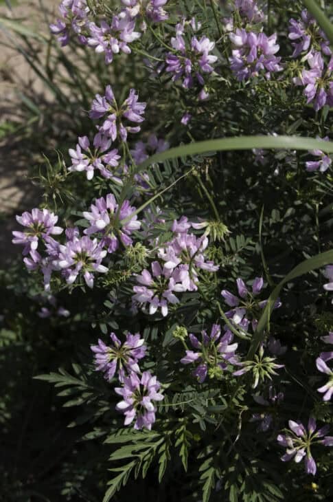 Oxytropis lambertii