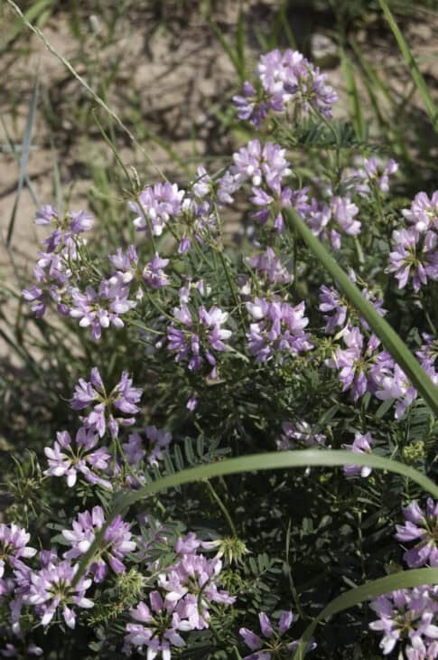 Oxytropis lambertii