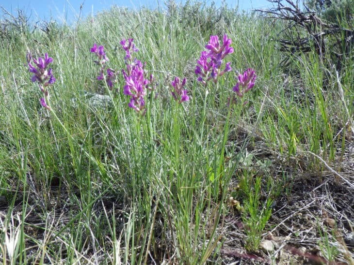 Oxytropis lambertii