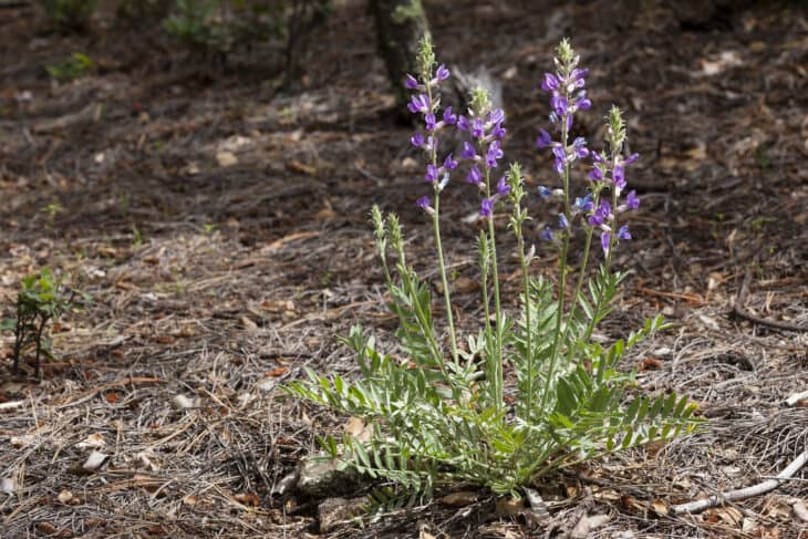 Oxytropis lambertii