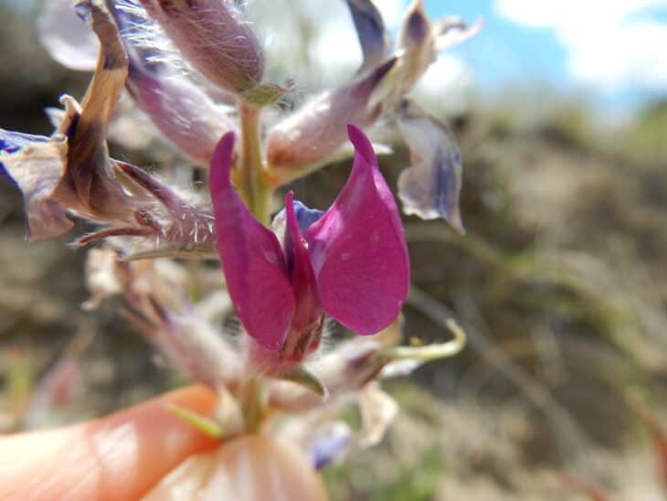 Oxytropis lambertii