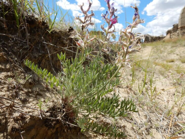 Oxytropis lambertii